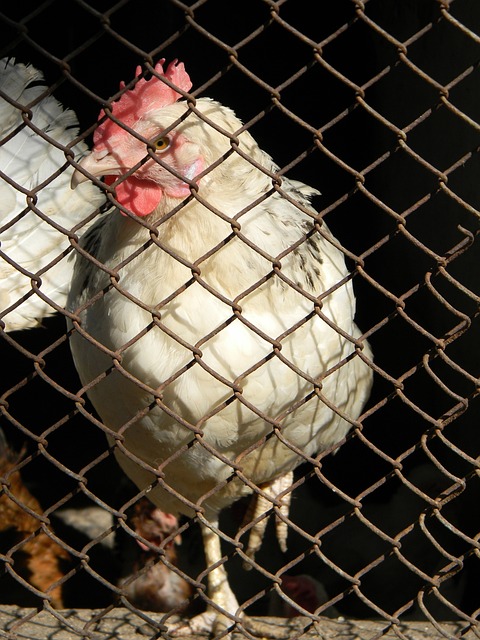 勇士进攻体 勇士进攻体